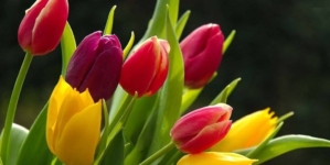 Cum a început, de fapt, Ziua Internațională a Femeii? O poveste despre curaj, muncă și demnitate