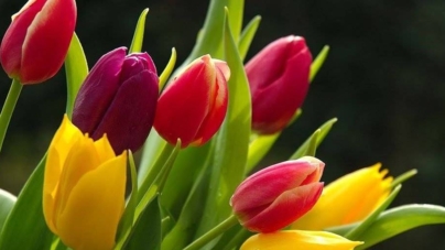 Cum a început, de fapt, Ziua Internațională a Femeii? O poveste despre curaj, muncă și demnitate