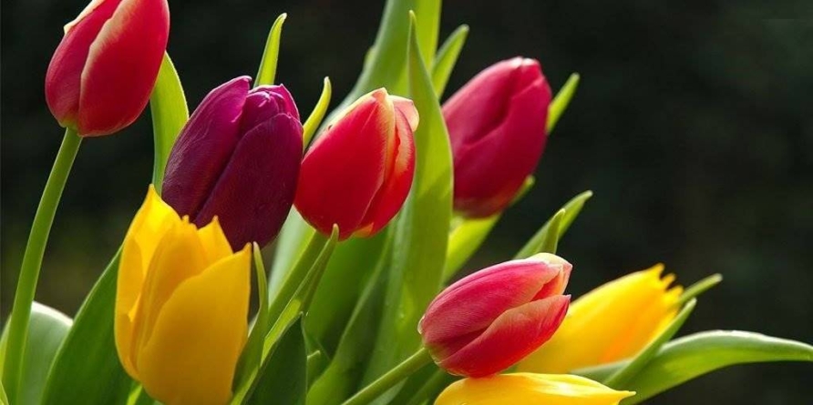 Cum a început, de fapt, Ziua Internațională a Femeii? O poveste despre curaj, muncă și demnitate