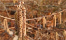 Alergiile la polen în primăvara 2026, ce se întâmplă și de ce simptomele sunt puternice