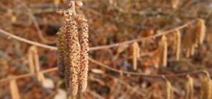 Alergiile la polen în primăvara 2026, ce se întâmplă și de ce simptomele sunt puternice