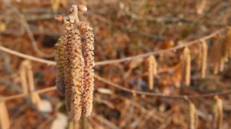 Alergiile la polen în primăvara 2026, ce se întâmplă și de ce simptomele sunt puternice