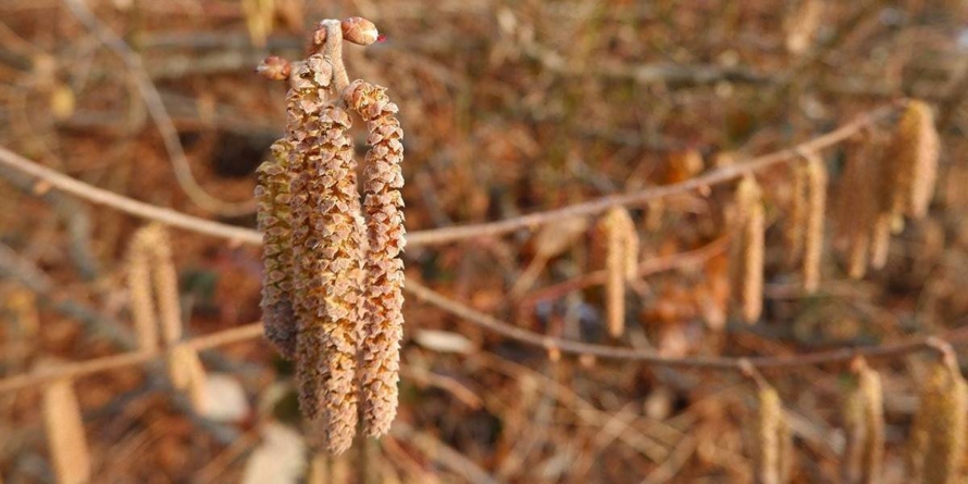 Alergiile la polen în primăvara 2026, ce se întâmplă și de ce simptomele sunt puternice