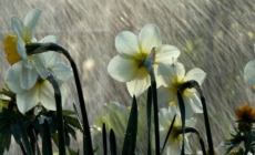 Prognoza meteo Maramureș, marți 31 martie 2026