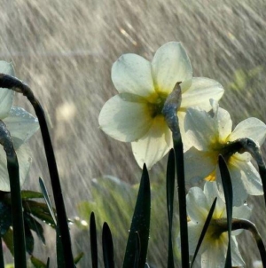 Prognoza meteo Maramureș, marți 31 martie 2026