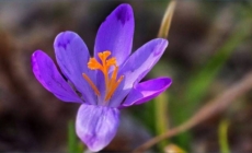 Prognoza meteo Maramureș, marți 10 martie 2026