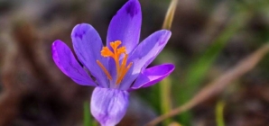 Prognoza meteo Maramureș, marți 10 martie 2026