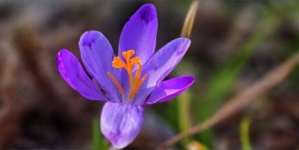 Prognoza meteo Maramureș, marți 10 martie 2026