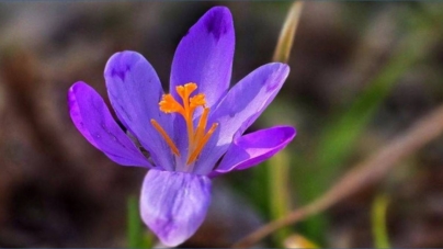 Prognoza meteo Maramureș, marți 10 martie 2026