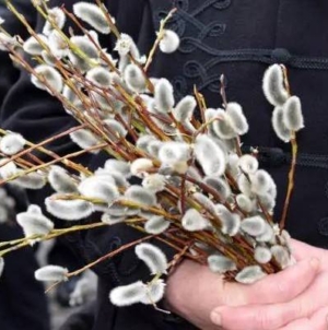 Catolicii din Maramureș sărbătoresc astăzi Duminica Floriilor