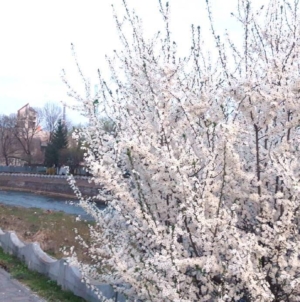 Prognoza meteo Maramureș, 27 martie 2026