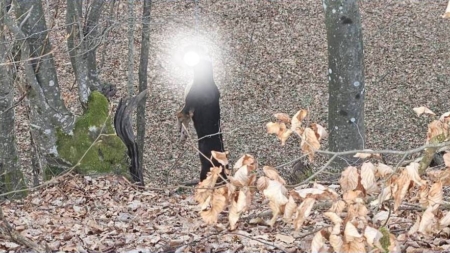 Poveste tristă din Cupșeni, au spânzurat câinele