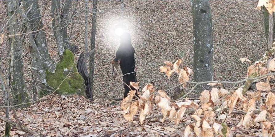 Poveste tristă din Cupșeni, au spânzurat câinele