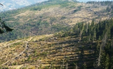 Baia Mare va coordona gestionarea fondului forestier din două județe