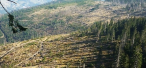 Baia Mare va coordona gestionarea fondului forestier din două județe