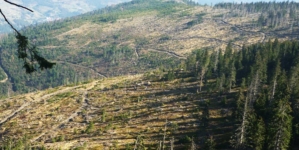 Baia Mare va coordona gestionarea fondului forestier din două județe