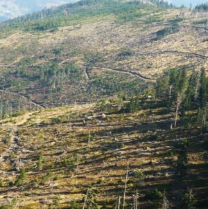 Baia Mare va coordona gestionarea fondului forestier din două județe