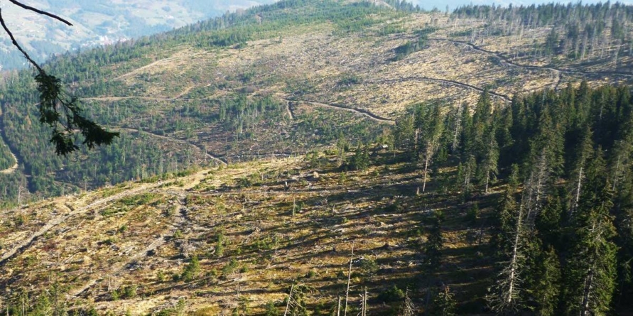 Baia Mare va coordona gestionarea fondului forestier din două județe