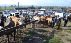 „Târg la Ariniș”: o nouă expoziție de ovine, cabaline, bovine și caprine va avea loc primăvara aceasta, în comuna Ariniș