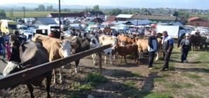 „Târg la Ariniș”: o nouă expoziție de ovine, cabaline, bovine și caprine va avea loc primăvara aceasta, în comuna Ariniș