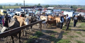 „Târg la Ariniș”: o nouă expoziție de ovine, cabaline, bovine și caprine va avea loc primăvara aceasta, în comuna Ariniș