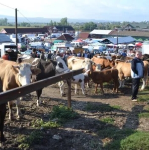 „Târg la Ariniș”: o nouă expoziție de ovine, cabaline, bovine și caprine va avea loc primăvara aceasta, în comuna Ariniș