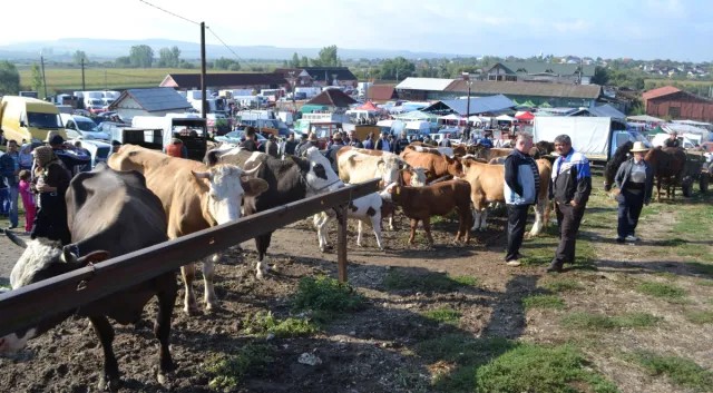 „Târg la Ariniș”: o nouă expoziție de ovine, cabaline, bovine și caprine va avea loc primăvara aceasta, în comuna Ariniș