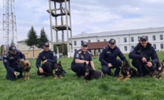 Câinii de serviciu ai ITPF Sighet, parteneri de nădejde la frontieră