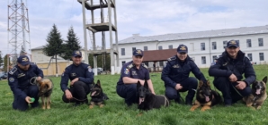 Câinii de serviciu ai ITPF Sighet, parteneri de nădejde la frontieră