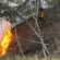 Incendiu pe Dealul Minei, în Baia Sprie