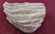 Un fragment de molar de mamut, exponatul lunii la Muzeul de Istorie și Arheologie
