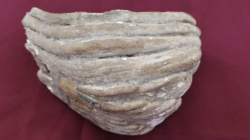 Un fragment de molar de mamut, exponatul lunii la Muzeul de Istorie și Arheologie