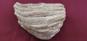 Un fragment de molar de mamut, exponatul lunii la Muzeul de Istorie și Arheologie