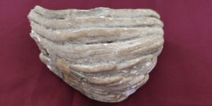 Un fragment de molar de mamut, exponatul lunii la Muzeul de Istorie și Arheologie