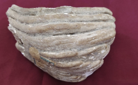 Un fragment de molar de mamut, exponatul lunii la Muzeul de Istorie și Arheologie