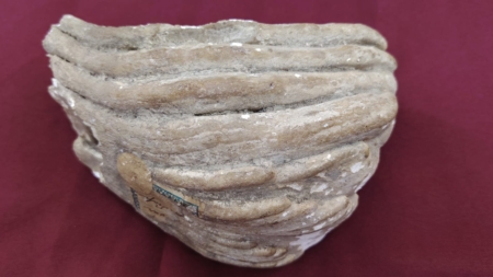 Un fragment de molar de mamut, exponatul lunii la Muzeul de Istorie și Arheologie