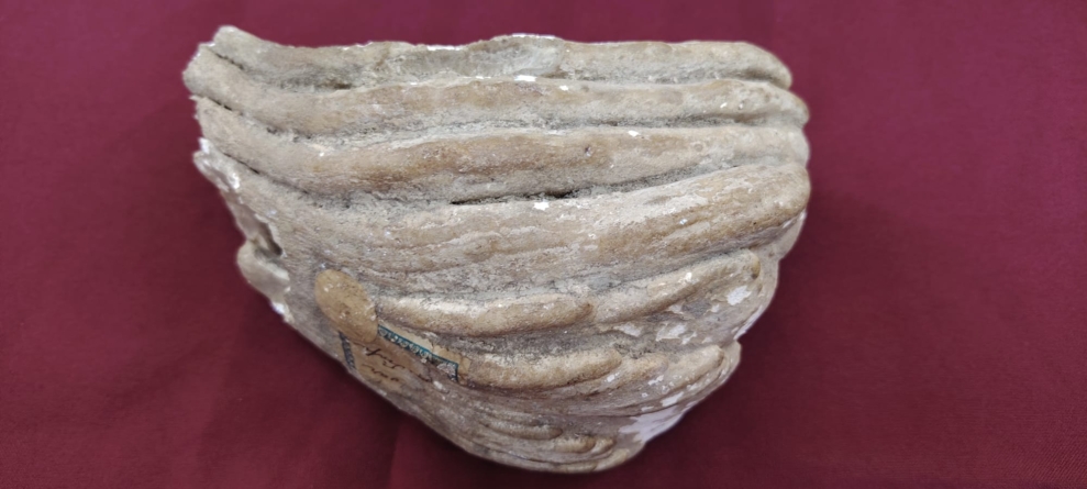 Un fragment de molar de mamut, exponatul lunii la Muzeul de Istorie și Arheologie