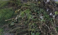 Programul colectării deșeurilor vegetale la Sighet