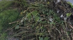 Programul colectării deșeurilor vegetale la Sighet