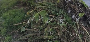 Programul colectării deșeurilor vegetale la Sighet