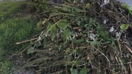 Programul colectării deșeurilor vegetale la Sighet