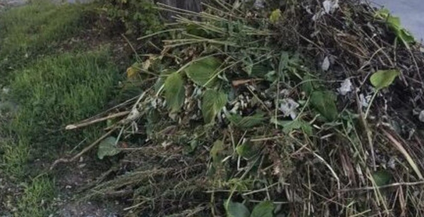 Programul colectării deșeurilor vegetale la Sighet