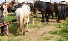 La Șomcuta Mare va avea loc prima ediție a expoziției-târg de animale