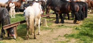 La Șomcuta Mare va avea loc prima ediție a expoziției-târg de animale