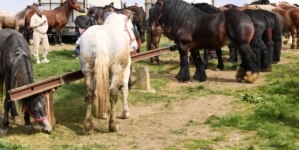 La Șomcuta Mare va avea loc prima ediție a expoziției-târg de animale