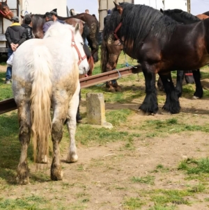 La Șomcuta Mare va avea loc prima ediție a expoziției-târg de animale