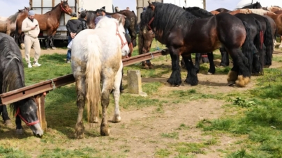 La Șomcuta Mare va avea loc prima ediție a expoziției-târg de animale