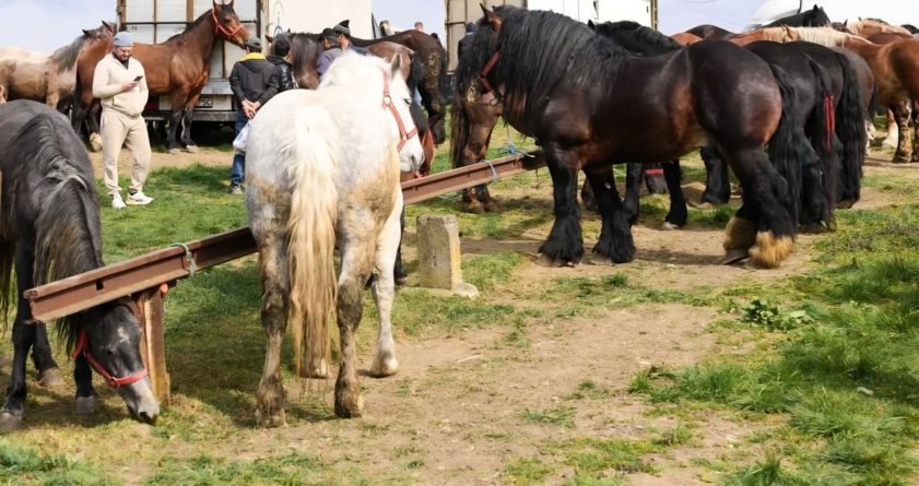 La Șomcuta Mare va avea loc prima ediție a expoziției-târg de animale