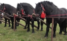 Seini 2 mai 2026, concurs ecvestru și târg de animale