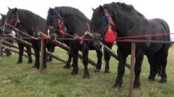 Seini 2 mai 2026, concurs ecvestru și târg de animale